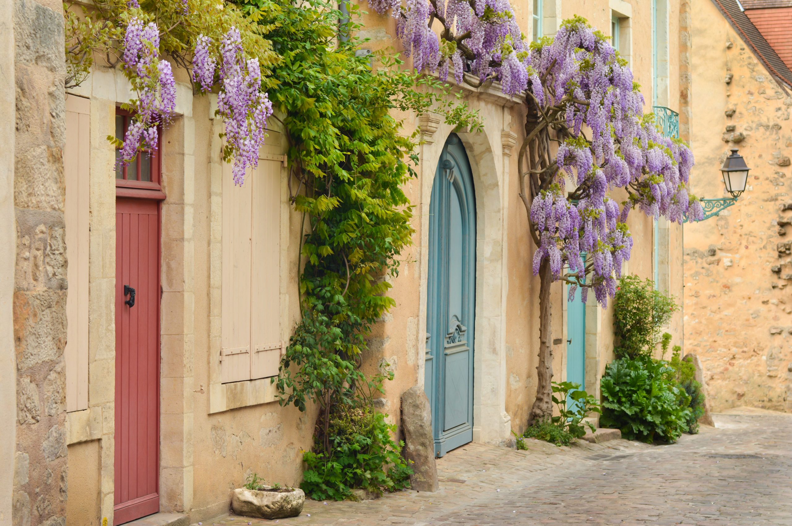 Image de la plante grimpante Wisteria sur la façade d'une maison